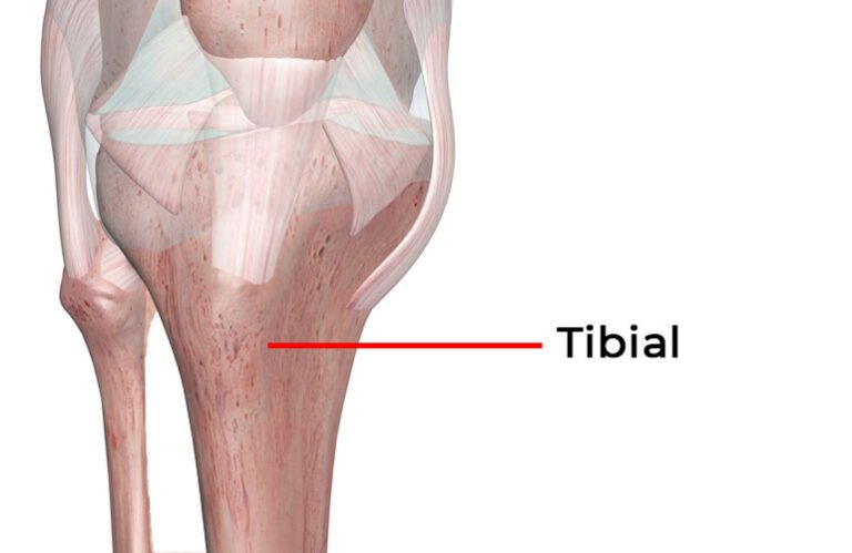 ACL - Structure and Biomechanical Properties