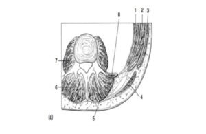 Anatomy and Biomechanical Properties of Lower Back